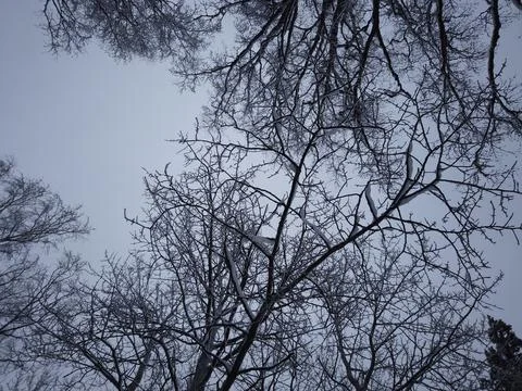 Trees and sky upwards 库存照片