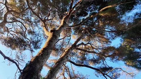 Trees and sky view, 4K Stock Footage 265127044