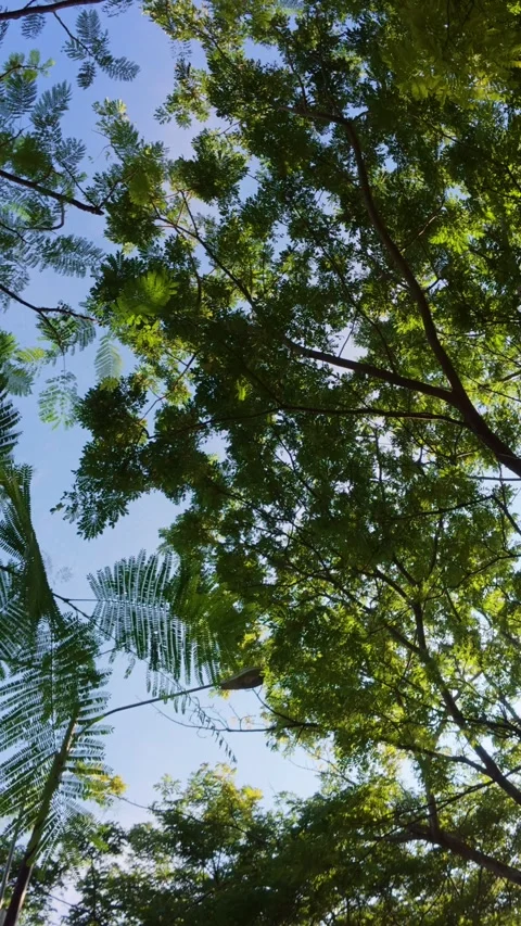Trees and Sky View from Below Stock Footage 326025540