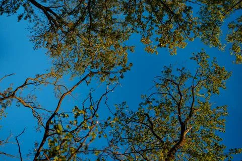 Trees and sky view from below in a forest during a sunny day in early autumn Stock Photos