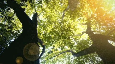 Trees and sky view. Green nature. 4k Video. Stock Footage 341258490