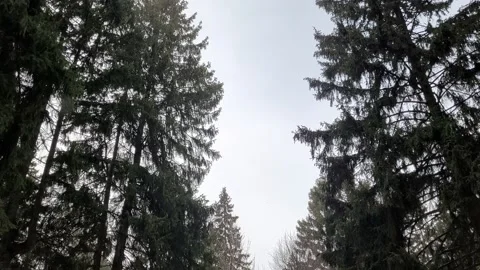 Trees and sky in the wild forest in winter. Trees sway in the wind. Nature 4k Stock-Footage 172433706