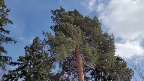 Trees and sky in the wild forest in winter. Trees sway in the wind. Nature 4k Stock Footage 172587823