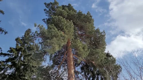 Trees and sky in the wild forest in winter. Nature 4k Video stock 172587824