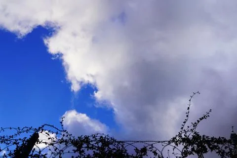 Trees and sky in winter , cloudy blue sky Stock Photos