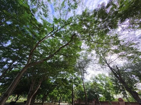 Trees and sky,trees in the forest. Stock Photos