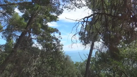 Trees and slightly cloudy skies Stock Footage 116664159