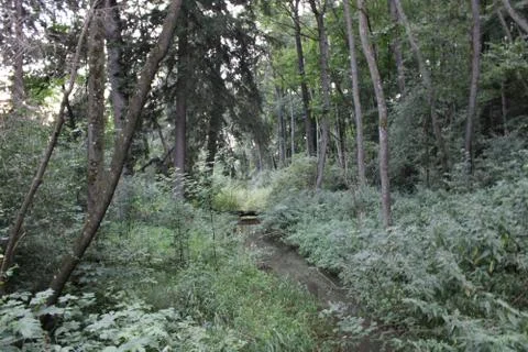 Trees and small dirt path Stock Photos