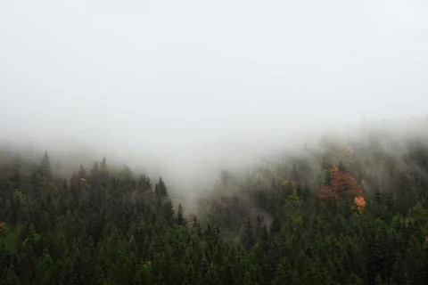 Trees and smoke clouds Stock Photos