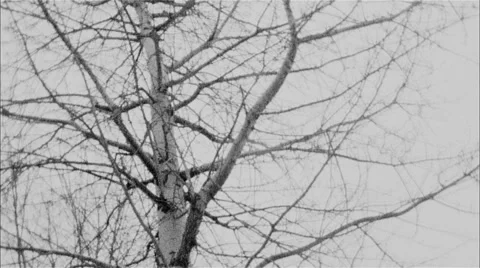 Trees and snow Vídeo Stock 47035928