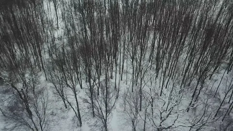 Trees and snow Stock Footage 91583578