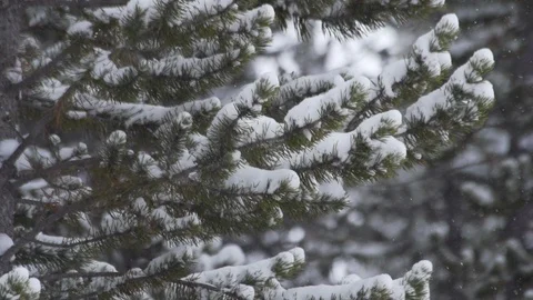 Trees And Snow 스톡 동영상 105186547