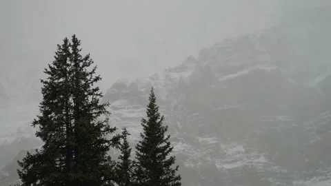 Trees and Snow Stock Footage 168773250