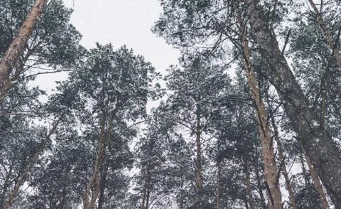 Trees And Snow Stock Photos