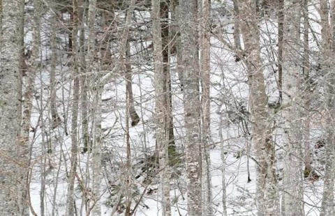 Trees and snow Foto stock