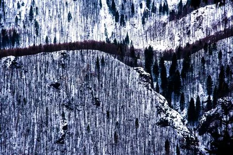 Trees and snow Stock Photos
