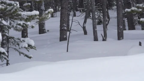 Trees And Snow In Slow Motion 스톡 동영상 105186168