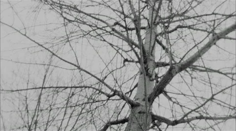 Trees and snow in super-8 Vídeo Stock 47035969