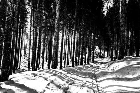Trees and snow two Stock Photos