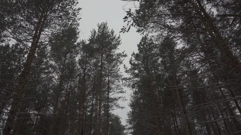 Trees and snow in the winter forest Stock Footage 104689745