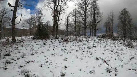 Trees And Snow In Winter Forest Gopro Stock Footage 196642277