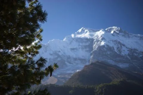 Trees and snowcapped peak at background in the Himalaya mountains, Nepal Stock Photos