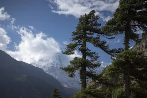 Trees and snowcapped peak at background in the Himalaya mountains, Nepal Stock Photos