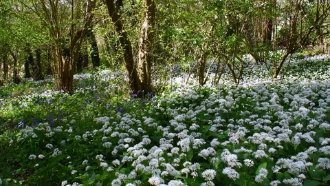 Trees and spring flowers swaying in the breeze Stock Footage 108643779