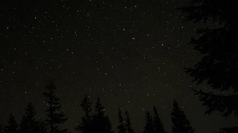 Trees and a starry sky Stock Footage 58163294