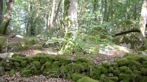 Trees and stones in a forest Video stock 77849047