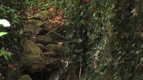 Trees and stream Stock Footage 316257115