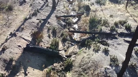 Tree's and Streams Stock Footage 239666196