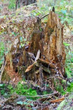 Trees and stumps in the forest Stock Photos
