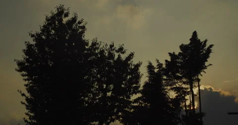 Trees and Sun 2 | Time Lapse | 4K 動画素材 144029817