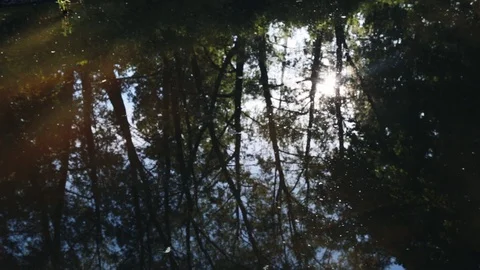 Trees and sun are reflected in the water of a slow forest river in spring. Video stock 112579290