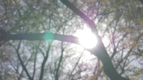 Trees and sun in fall Stock Footage 114246895