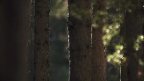 Trees And Sun 스톡 동영상 105188727