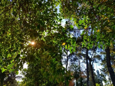 Trees and Sun Stock Photos