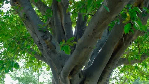 Trees and sun rays. The sun's rays in the middle of the tree. Video stock 197580847