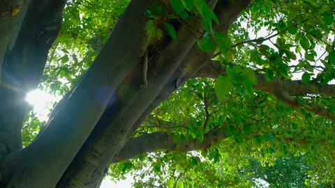 Trees and sun rays. The sun's rays in the middle of the tree. Video stock 197580875