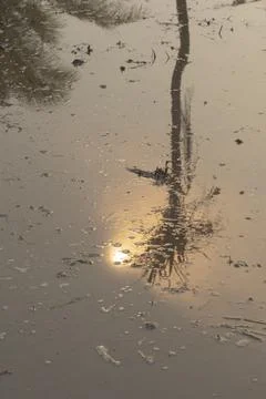 The trees and the sun shine in the middle of the water. Fotos Stock