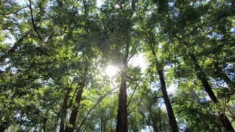 Trees and sun. Sun rays through the trees. Stock Footage 93852681