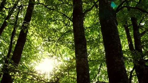 Trees and sun in the woods. Nature background Stock Footage 80660662