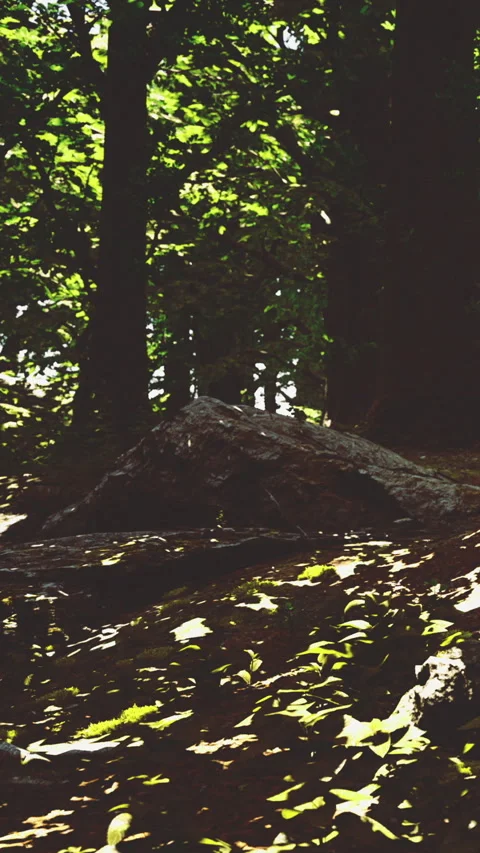 Trees and sunlight create patterns on the forest floor during the day Stock Footage 334175543