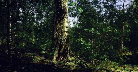 Trees and sunlight create a serene atmosphere in dense forest landscape Stock Illustration