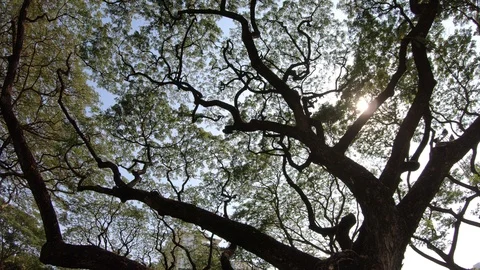 Trees and sunlight Stock-Footage 105942386