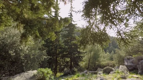 Trees and sunlight Stock Footage 106142699