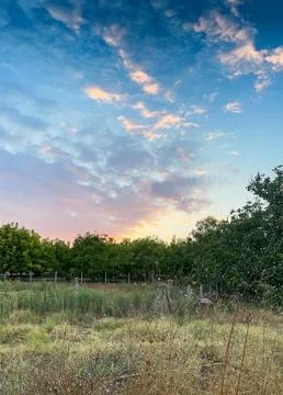 Trees and sunset clouds Stock Photos