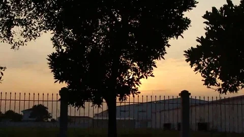 Trees and sunset Stock Footage 69186946