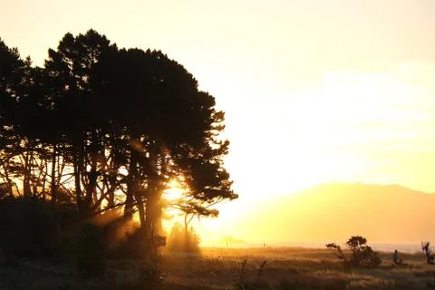 Trees and sunset 스톡 사진
